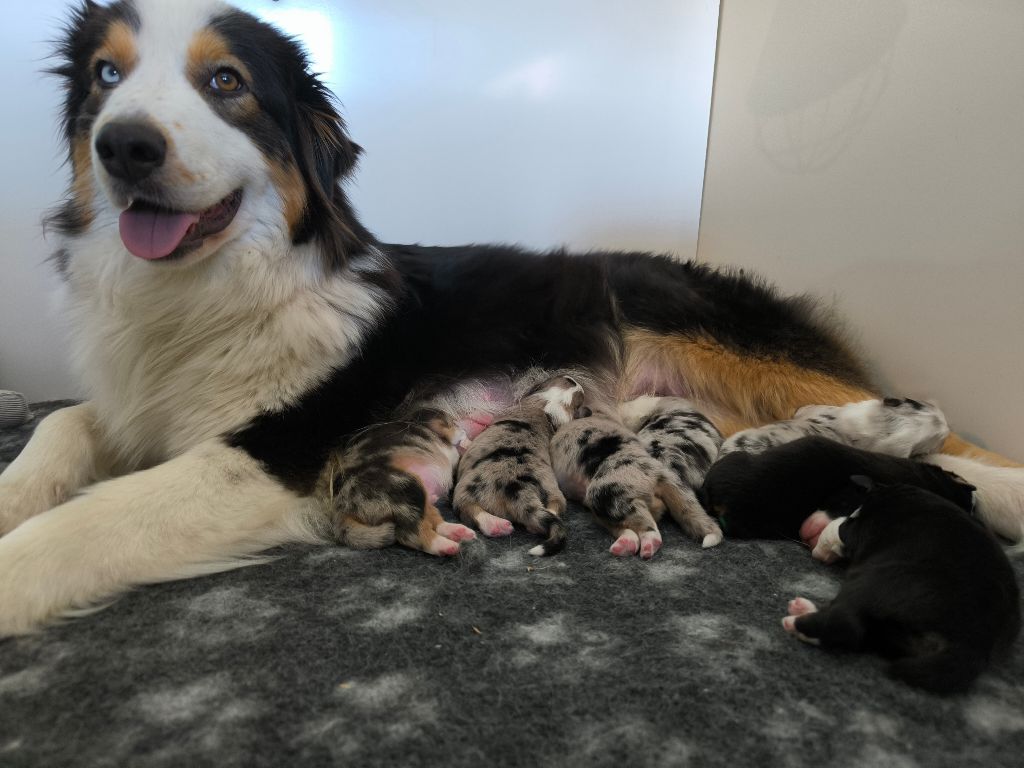 chiot Berger Australien Des P'tits Coeurs Fidèles