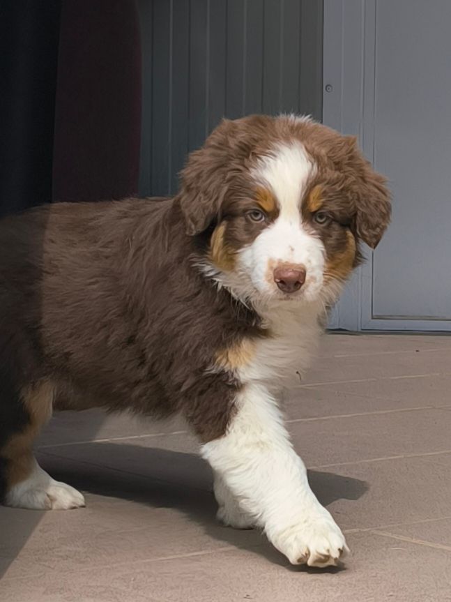 Des P'tits Coeurs Fidèles - Chiots disponibles - Berger Australien