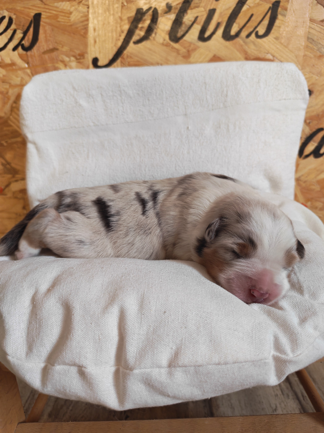 Des P'tits Coeurs Fidèles - Chiots disponibles - Berger Australien