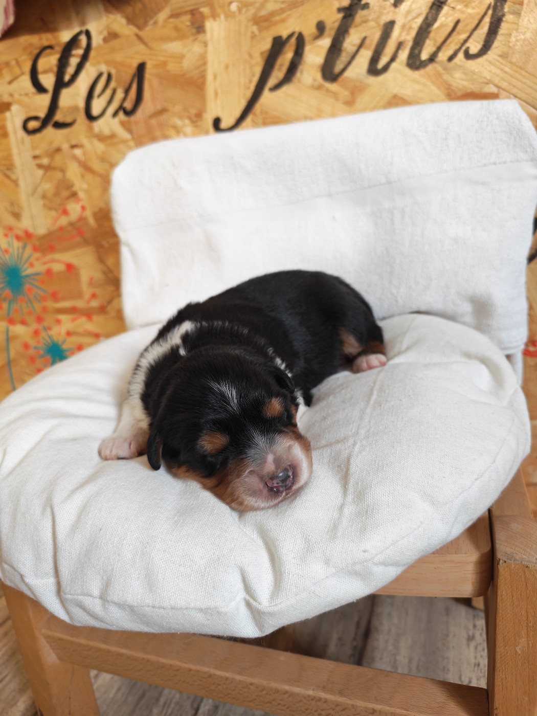 Des P'tits Coeurs Fidèles - Chiots disponibles - Berger Australien