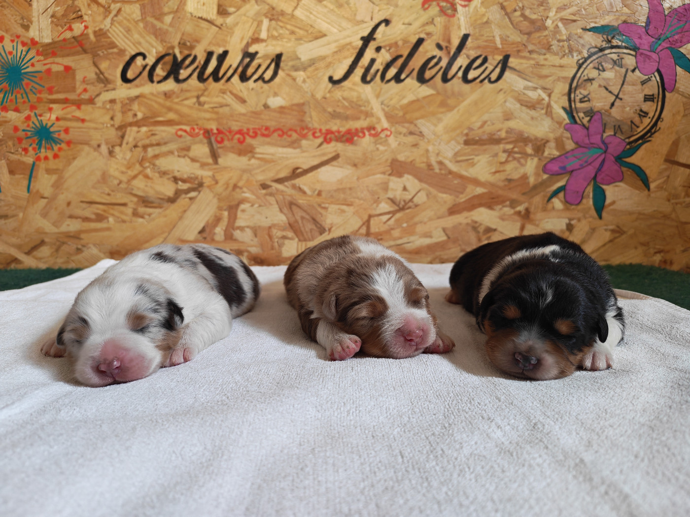 Chiot Berger Australien Des P'tits Coeurs Fidèles