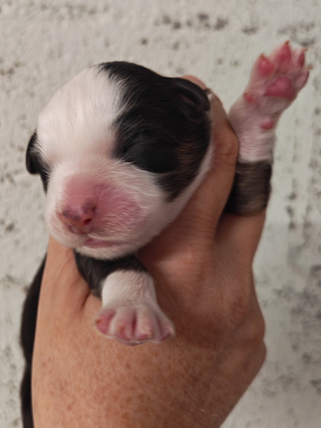 Des P'tits Coeurs Fidèles - Chiots disponibles - Berger Australien