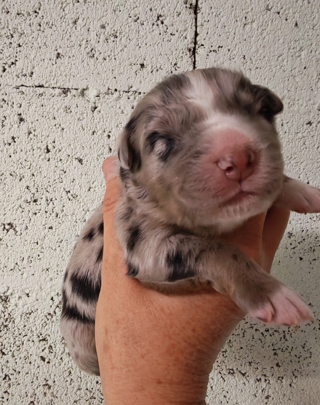 Des P'tits Coeurs Fidèles - Chiots disponibles - Berger Australien