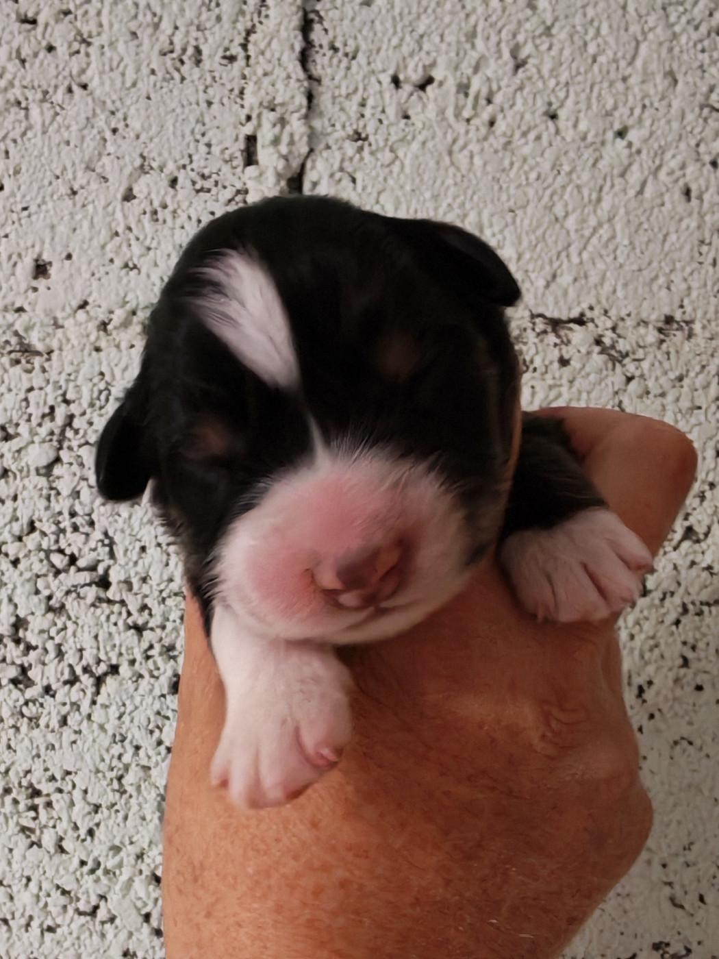 Des P'tits Coeurs Fidèles - Chiots disponibles - Berger Australien