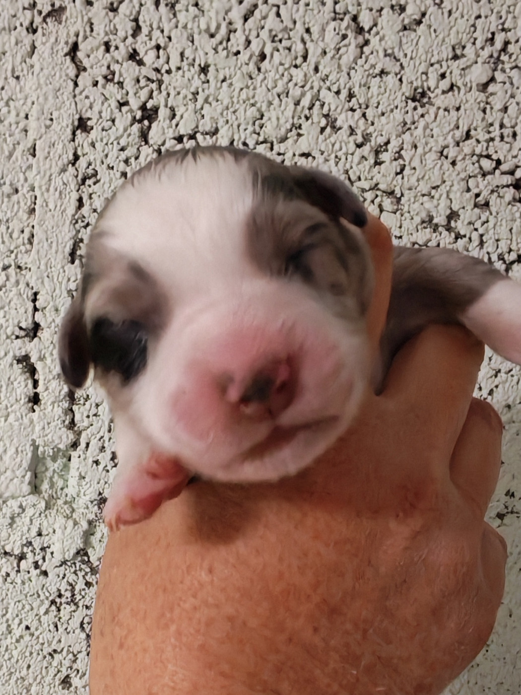 Des P'tits Coeurs Fidèles - Chiots disponibles - Berger Australien