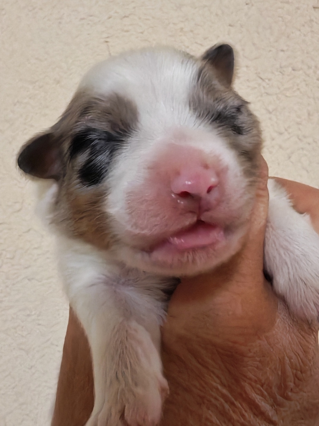Des P'tits Coeurs Fidèles - Chiots disponibles - Berger Australien