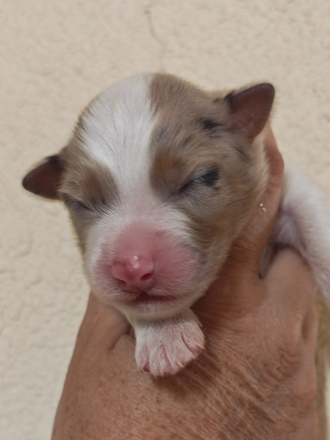 Des P'tits Coeurs Fidèles - Chiots disponibles - Berger Australien