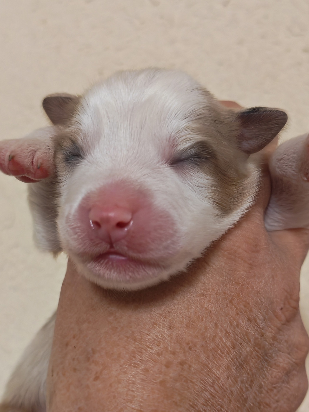Des P'tits Coeurs Fidèles - Chiots disponibles - Berger Australien