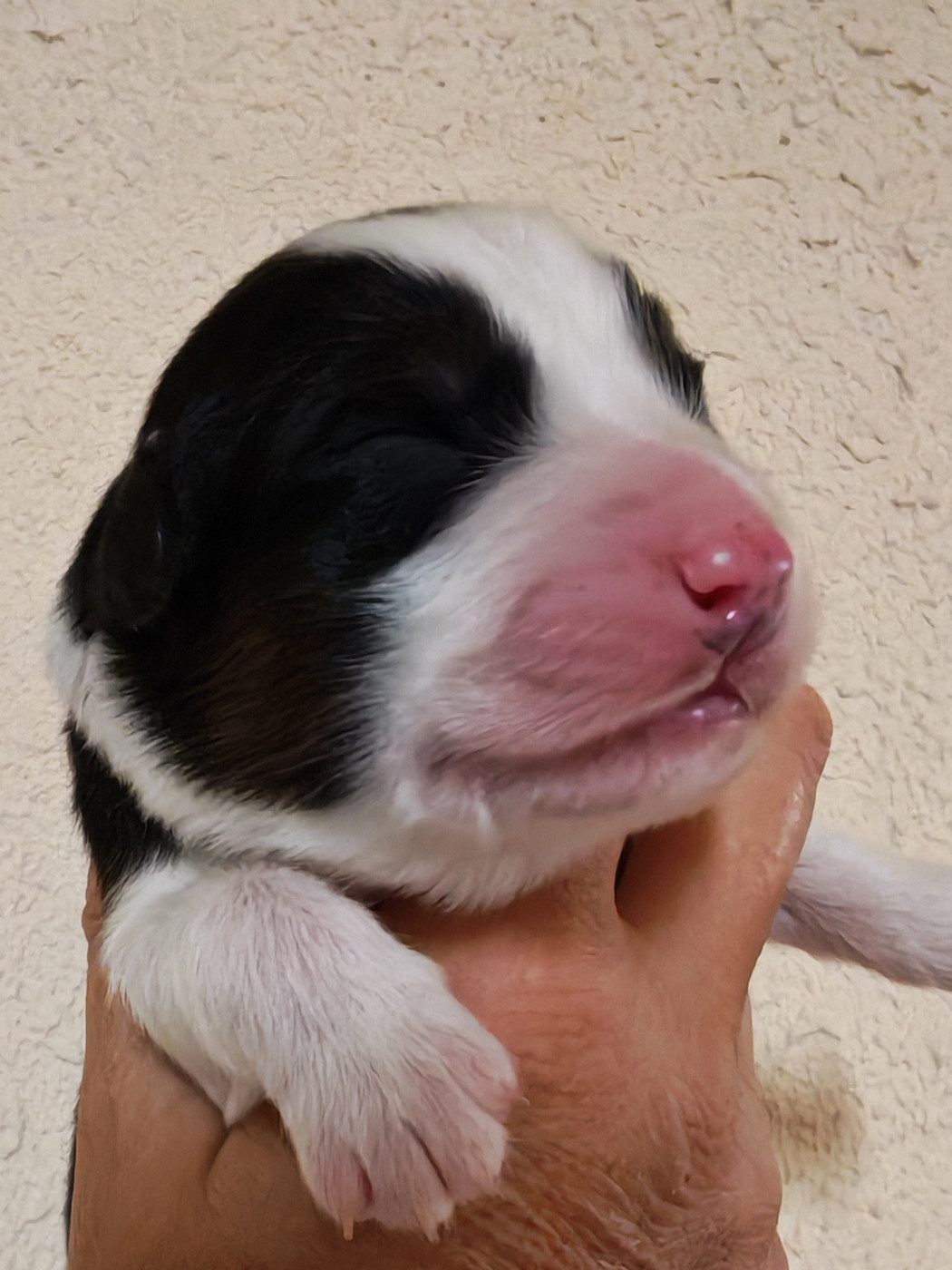 Des P'tits Coeurs Fidèles - Chiots disponibles - Berger Australien