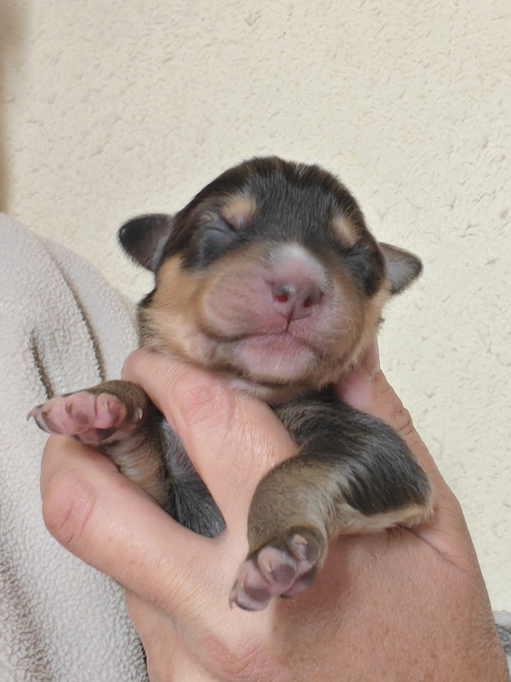 Des P'tits Coeurs Fidèles - Chiots disponibles - Berger Australien