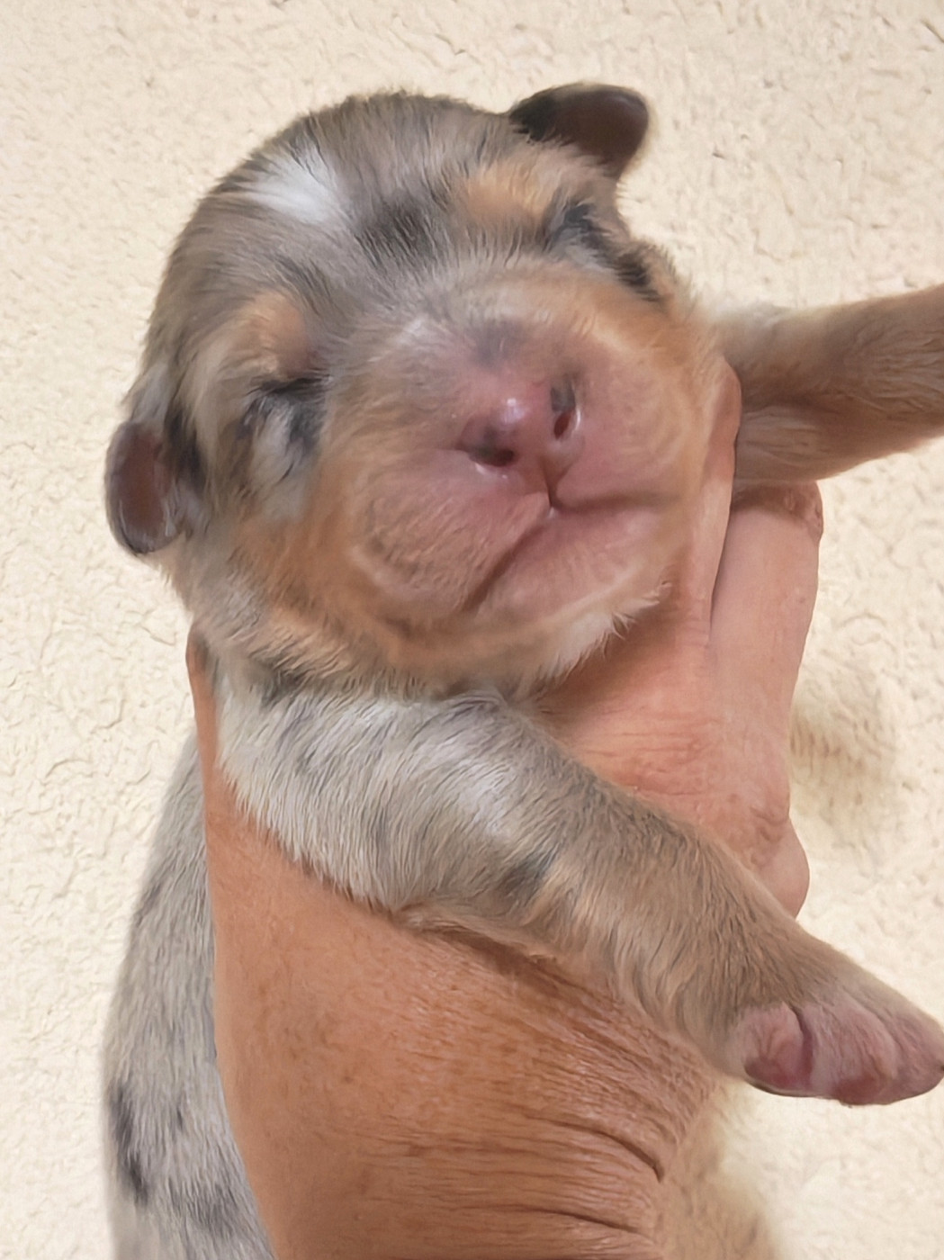 Des P'tits Coeurs Fidèles - Chiots disponibles - Berger Australien