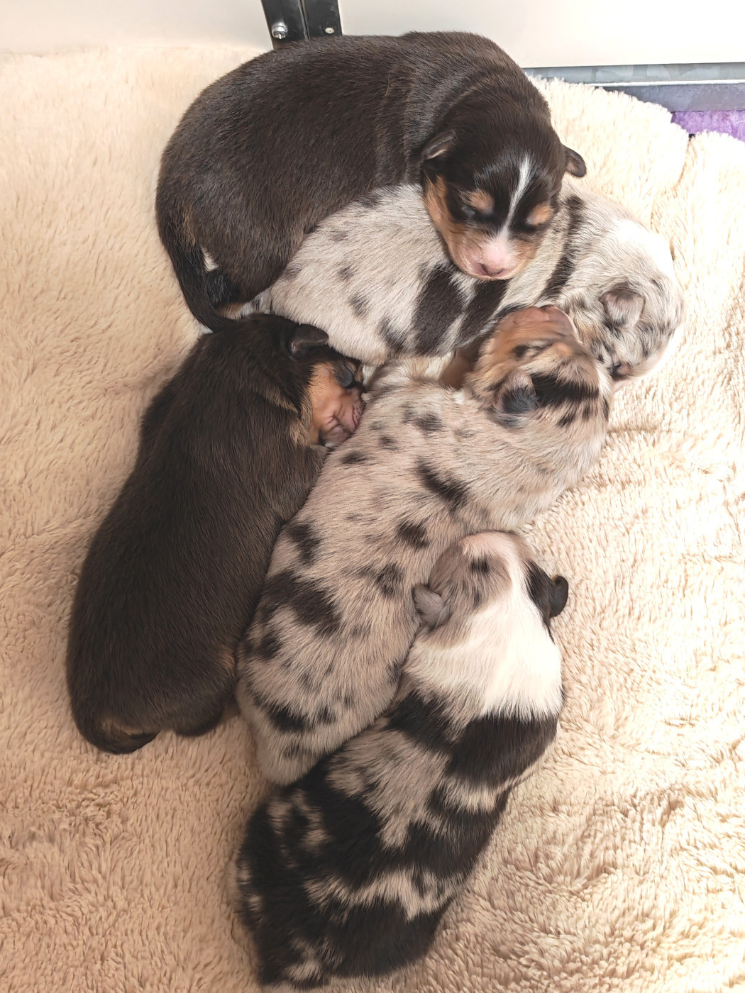 Chiot Berger Australien Des P'tits Coeurs Fidèles