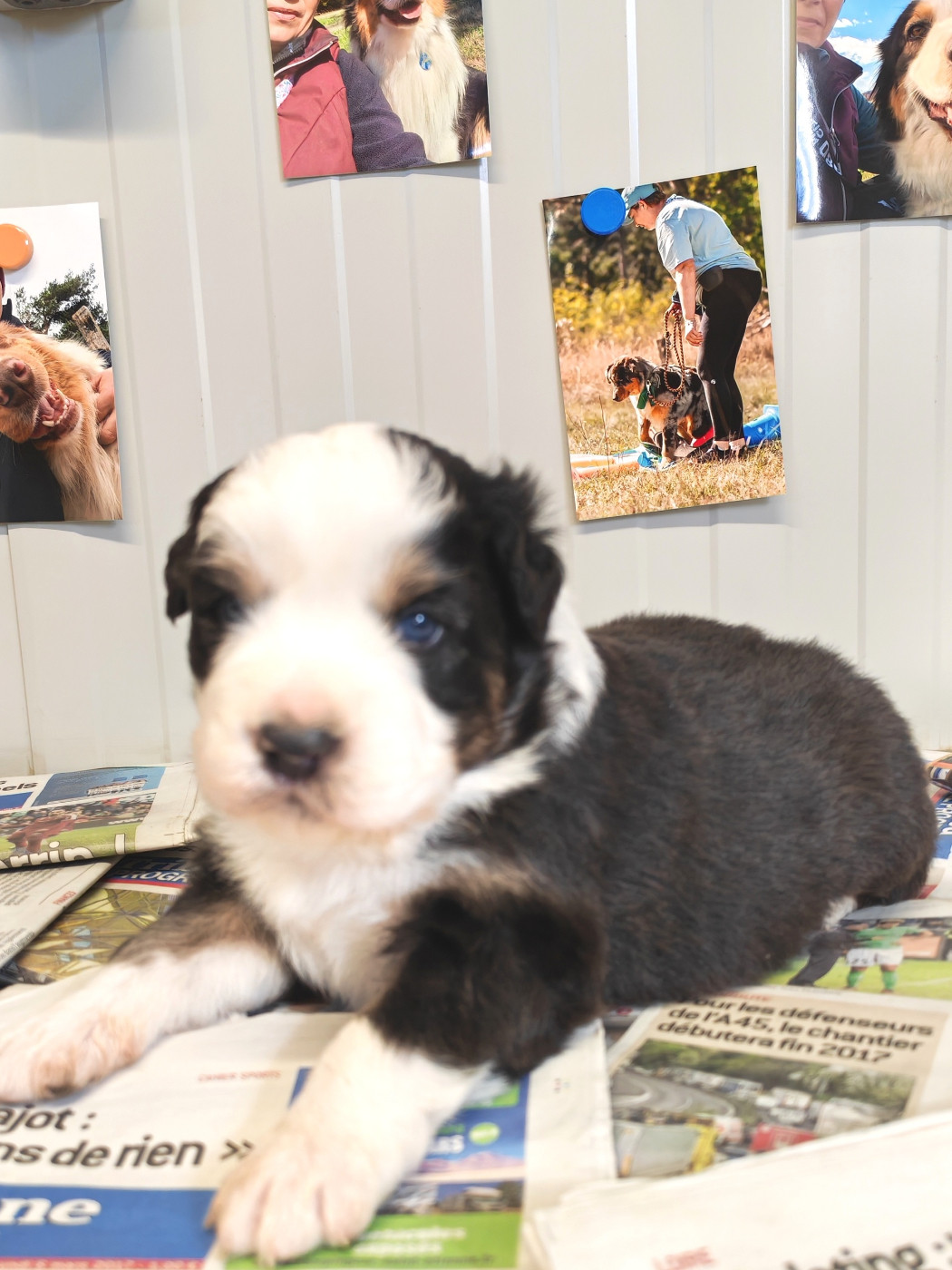 Des P'tits Coeurs Fidèles - Chiots disponibles - Berger Australien