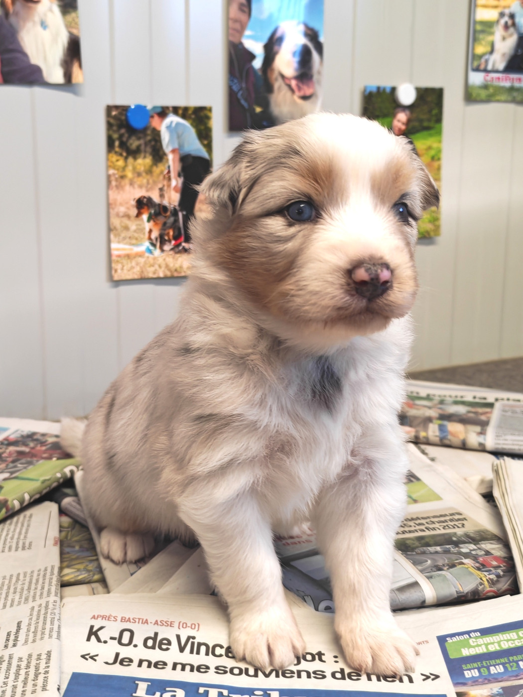 Des P'tits Coeurs Fidèles - Chiots disponibles - Berger Australien