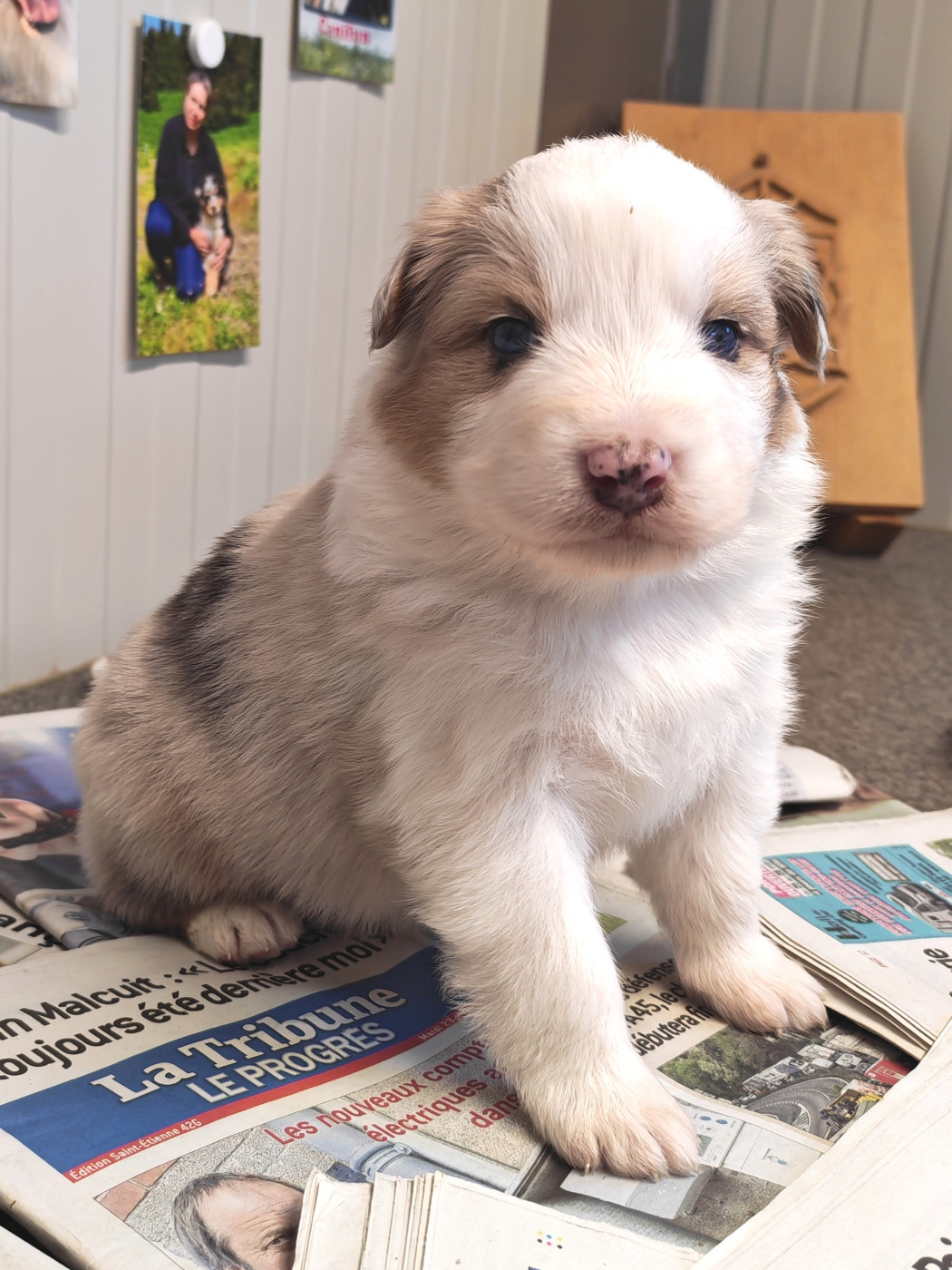 Des P'tits Coeurs Fidèles - Chiots disponibles - Berger Australien