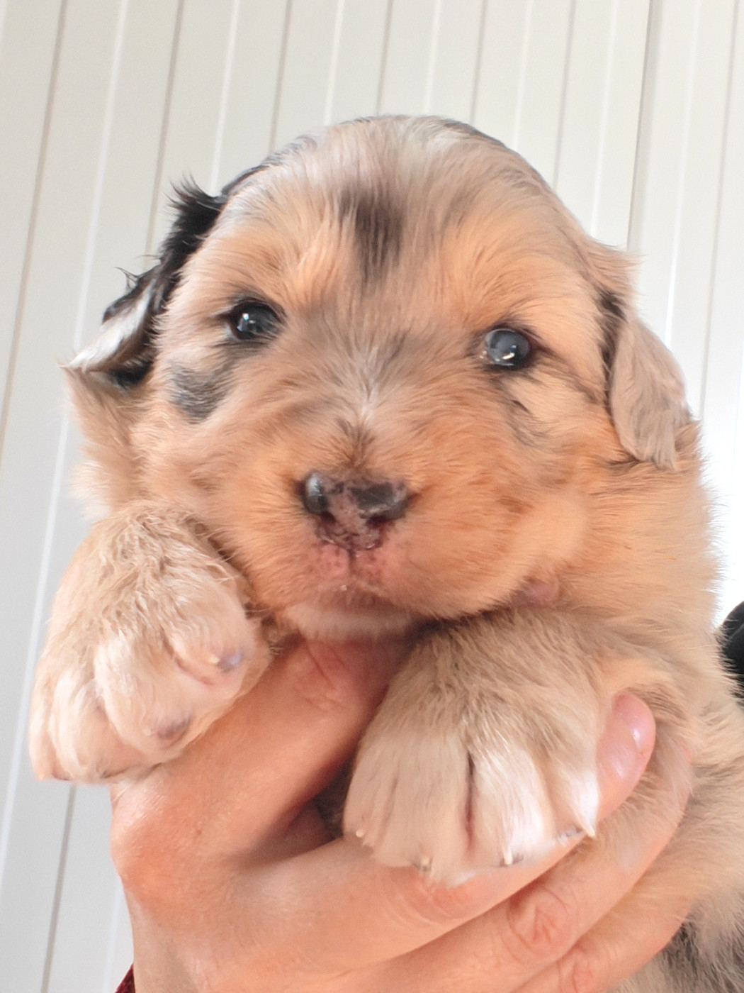 Des P'tits Coeurs Fidèles - Chiots disponibles - Berger Australien