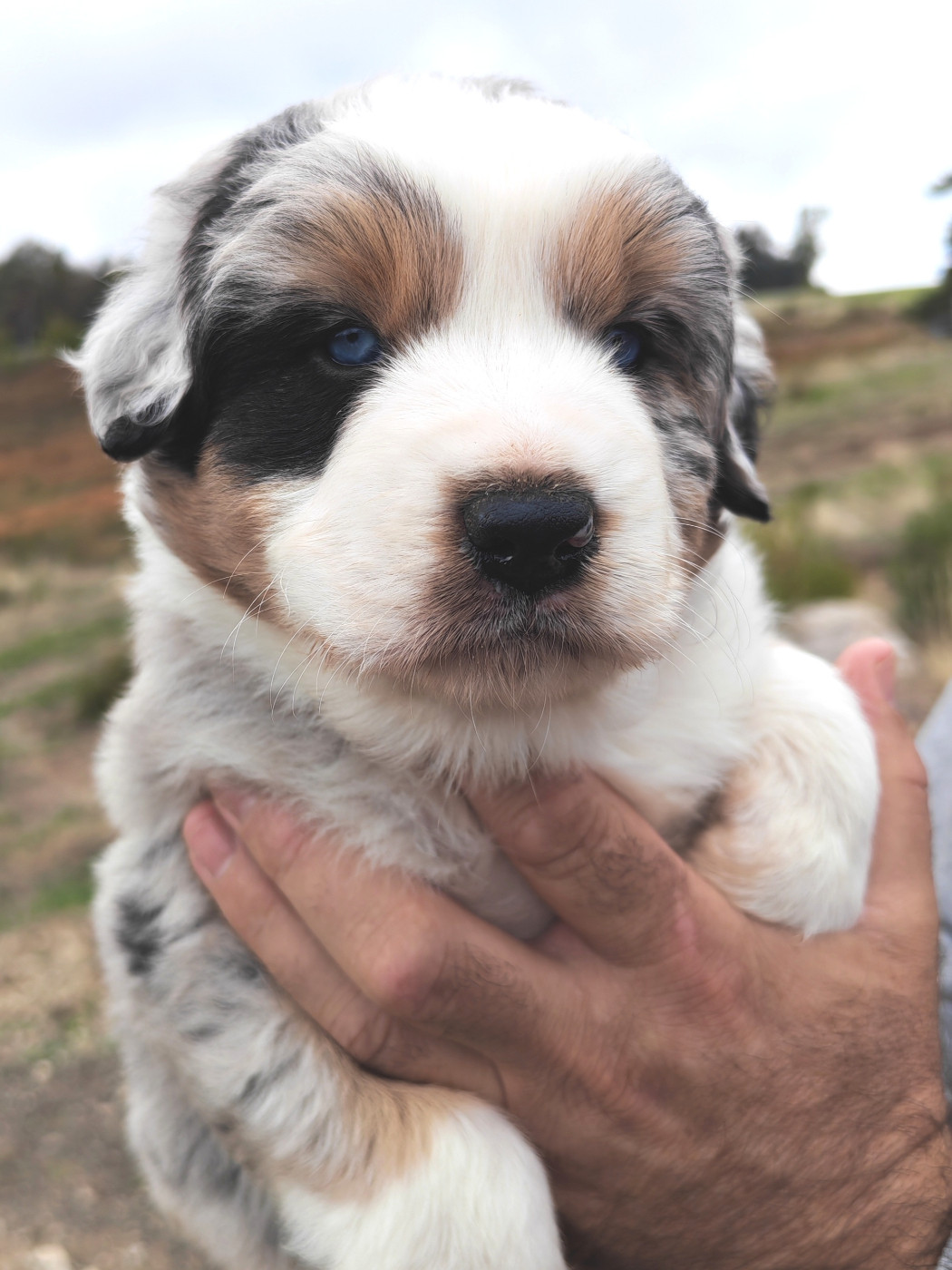 Des P'tits Coeurs Fidèles - Chiots disponibles - Berger Australien