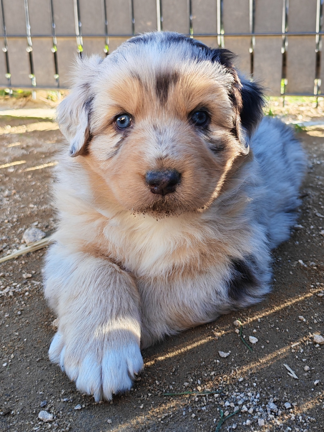 Des P'tits Coeurs Fidèles - Chiots disponibles - Berger Australien