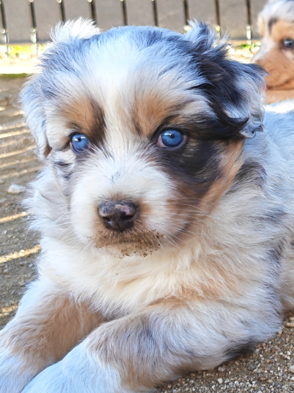 Des P'tits Coeurs Fidèles - Chiots disponibles - Berger Australien