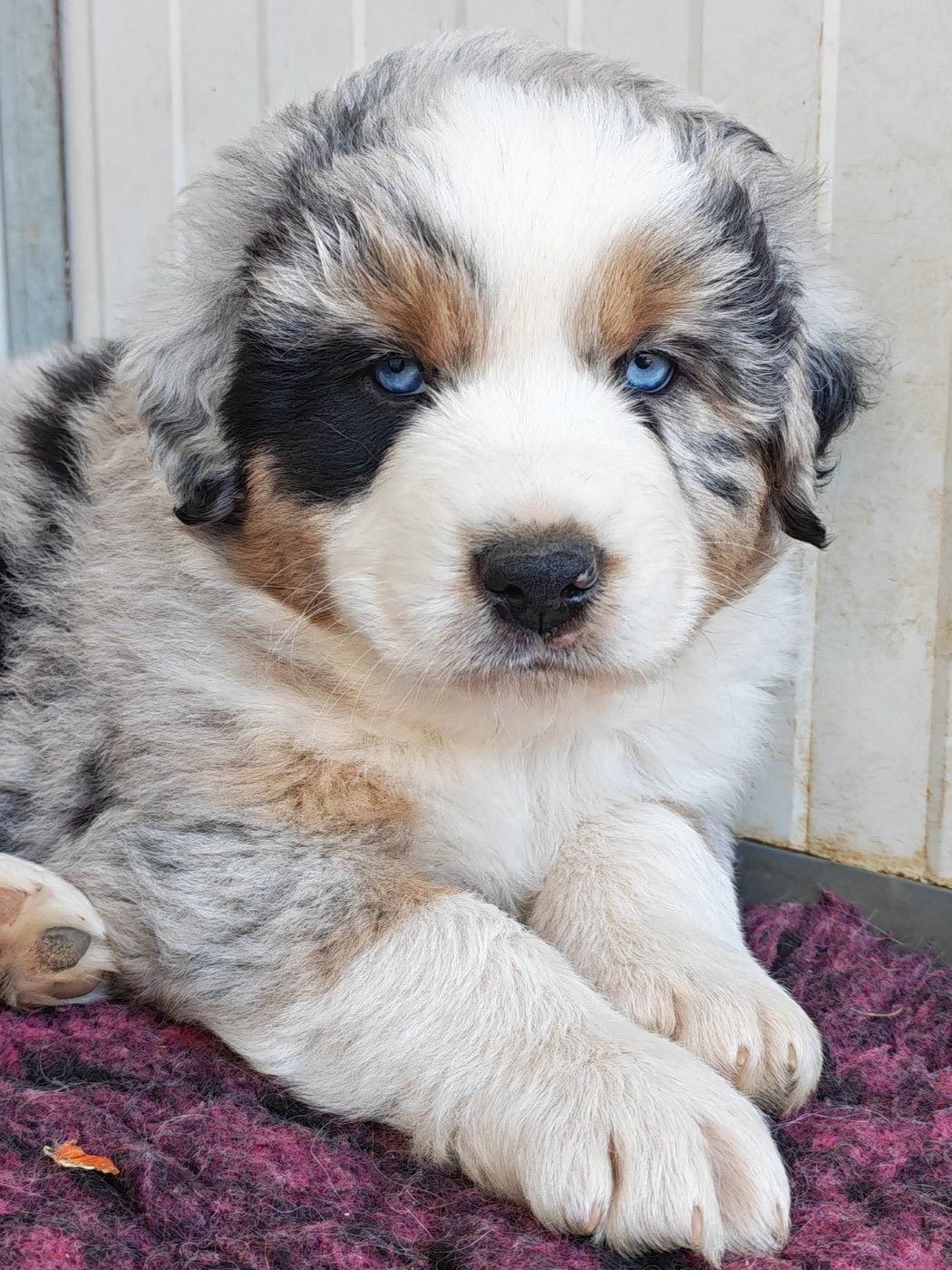 Des P'tits Coeurs Fidèles - Chiots disponibles - Berger Australien