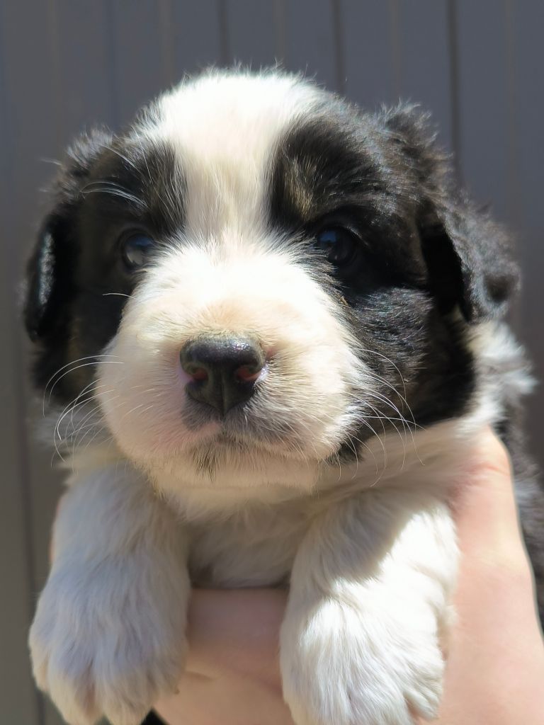 Des P'tits Coeurs Fidèles - Chiots disponibles - Berger Australien