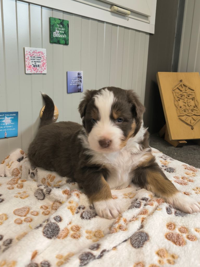 Des P'tits Coeurs Fidèles - Chiots disponibles - Berger Australien