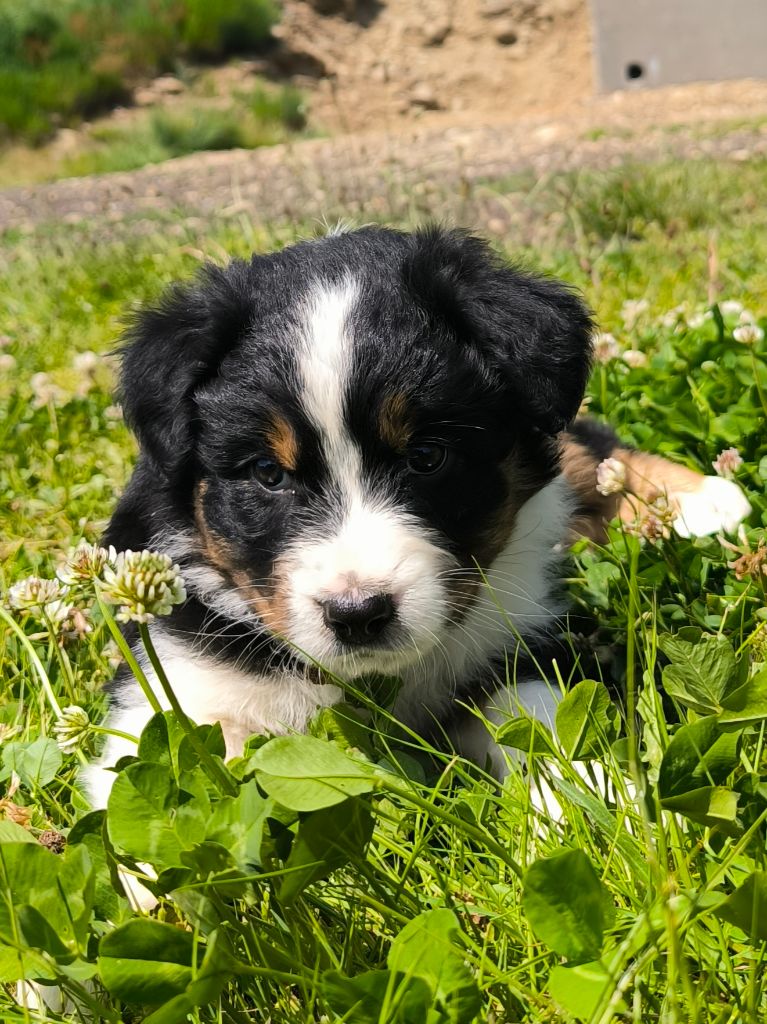 Des P'tits Coeurs Fidèles - Chiots disponibles - Berger Australien