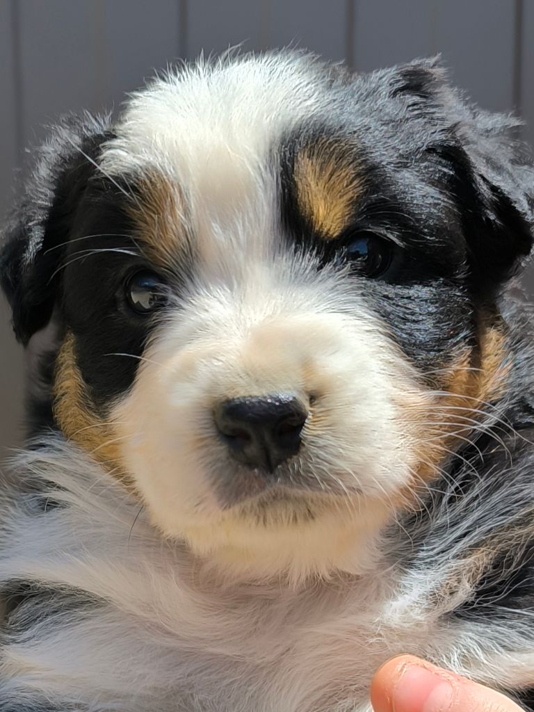 Des P'tits Coeurs Fidèles - Chiots disponibles - Berger Australien