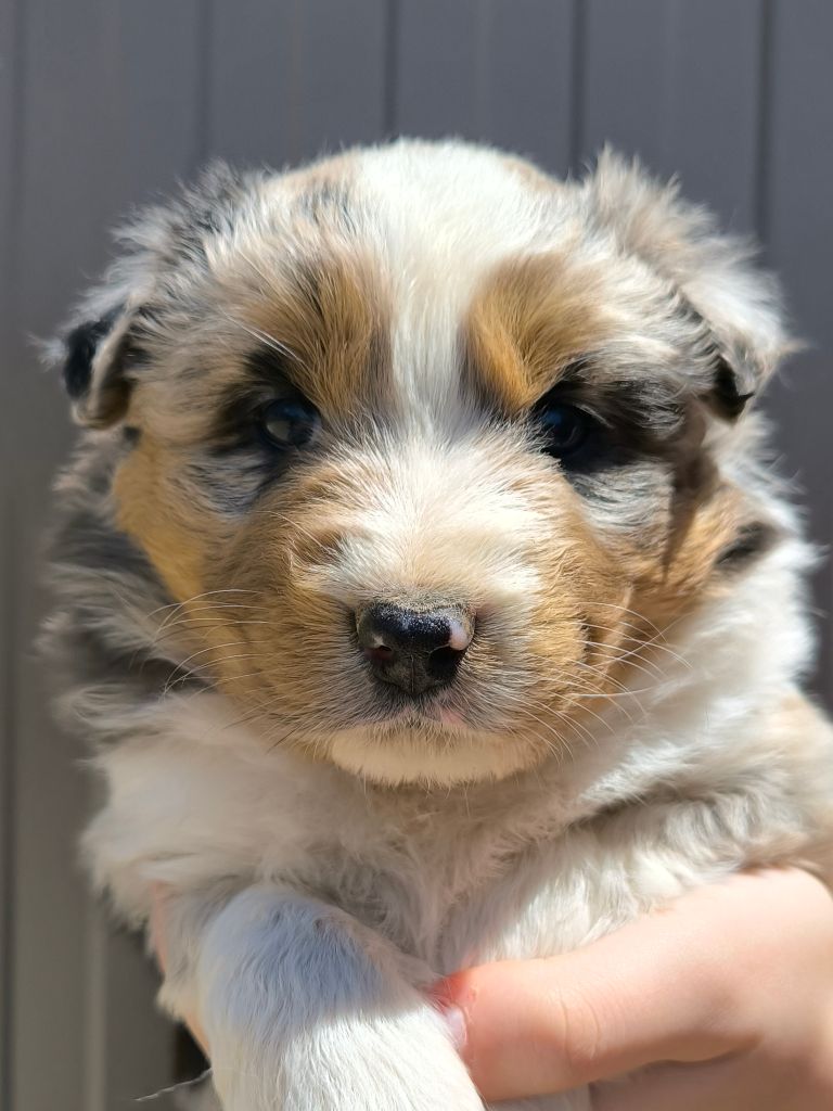 Des P'tits Coeurs Fidèles - Chiots disponibles - Berger Australien