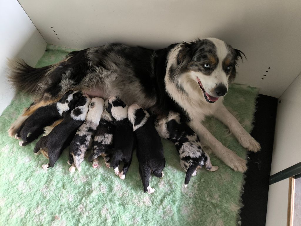 Chiot Berger Australien Des P'tits Coeurs Fidèles